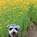 제주민속촌 이미지