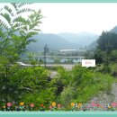 꽃봉산 아래 이미지