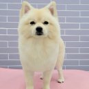 포도젤리 펫살롱 이미지