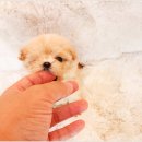 야옹아 멍멍해봐 강아지고양이 평택점 이미지