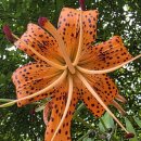 꺼먹다리펜션 이미지