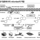 세계 최초 경구용 만성폐쇄성폐질환 치료제 닥사스정 0.5mg 이미지