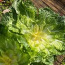 진도멸치 | 국내산 진도 봄동 비빔밥 겉절이 나물용 제철 채소 추천