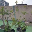 올리브나무(3), 핑거라임(2), 희귀 아프리카 마룰라나무 처분합니다. 이미지