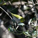 소청도의 작은동박새(swinhoe&#39;s white-eye) 이미지