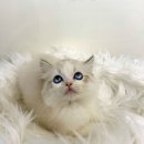 냥냥이 꿈마차(드림캣) | 수원고양이분양 드림캣 안심분양센터 24.12.07 분양후기