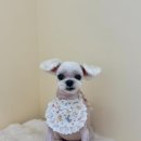 몽실몽실살롱 이미지