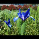 아이리스(IRIS) 이미지