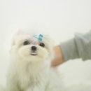 쉬크독 이미지