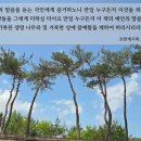 하늘생명나무