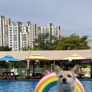 도그 스포지움 이미지