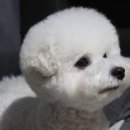 도리앤펫 이미지