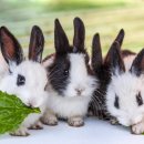 정선아기동물농장 이미지