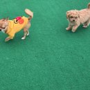 왈가왈부 반려견센터 이미지