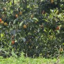 다감농장 이미지