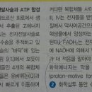 FADH2와 NADH 이미지
