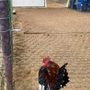 꼬꼬체험장 이미지