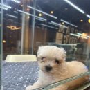 수원강아지분양 드림독 안심분양센터 수원점 이미지