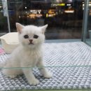 대구고양이분양 원펫 이미지