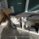 고양이카페 랙돌 | 홍대 신촌 이색 데이트코스 놀거리 랙돌 고양이 카페 디캣 후기