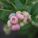 풍성농장 이미지