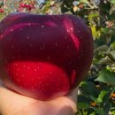 송학농원 이미지