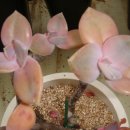 오팔농장 이미지