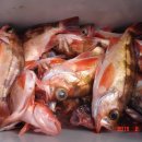 완도20호 이미지