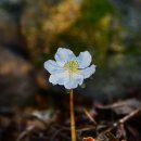 변산바람꽃 (예쁜 변이 모습 ,녹화 ) 이미지