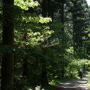 축령산편백나라 이미지