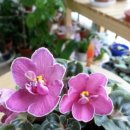 바이올렛 이미지