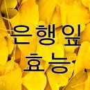 은행잎 효능 이미지