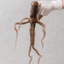 신안산낙지 이미지