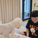 댕댕포유 | 양평 애견독채펜션 댕댕별숲 소그미와 다녀온 내돈내산 1박 2일 여행