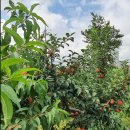 간성농장 이미지