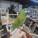 앵무새 매력에 푹 빠졌어요 | 앵무세상 후기