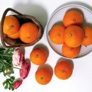 거북농장 이미지