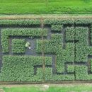 미로정원 이미지