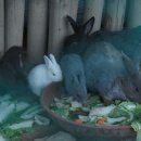 달성공원 이미지