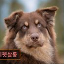 미지 펫살롱 이미지