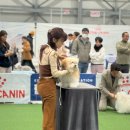 꼬똥몽드 이미지