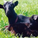 인천공항초등학교신도분교장 이미지