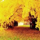 황금지구대 이미지