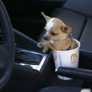 바람난강아지 이미지