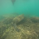 중부-현장-중부-928 | 거북이 보러 오세요 [대만 가오슝 소류구🇹🇼]