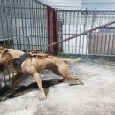 똥강아지 이미지