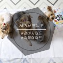 세이에프 이미지