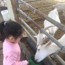 고성리산양목장 이미지