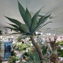 이나팜스 이미지