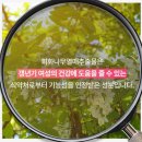 플로라 이미지